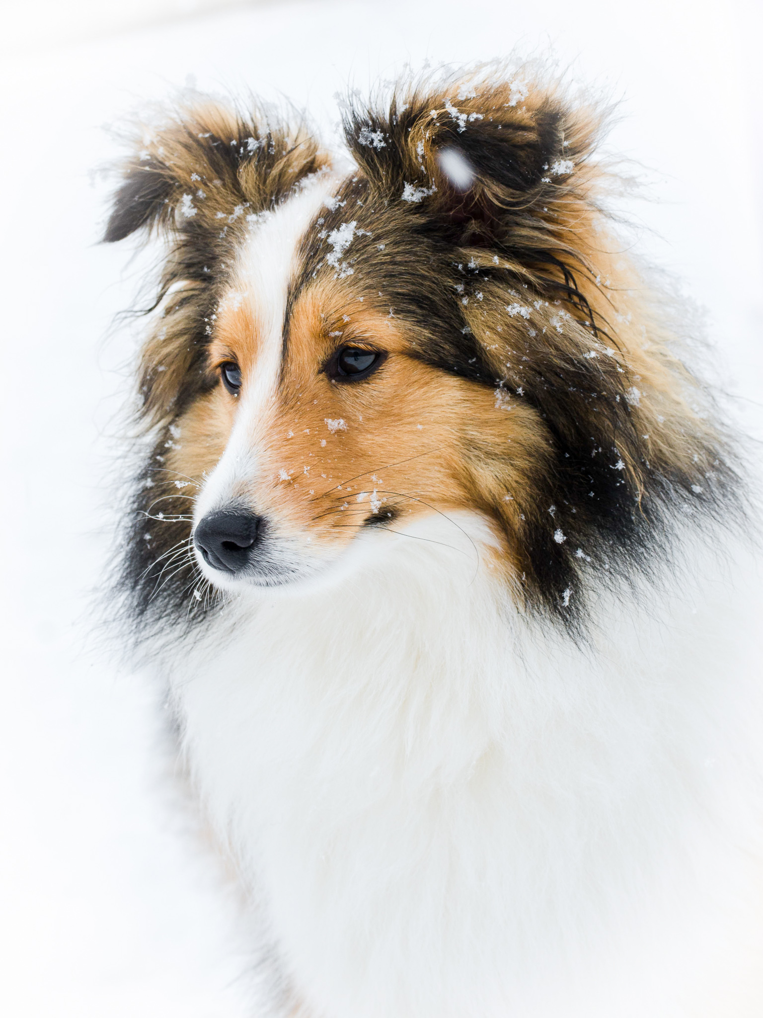 bordie collie in the snow